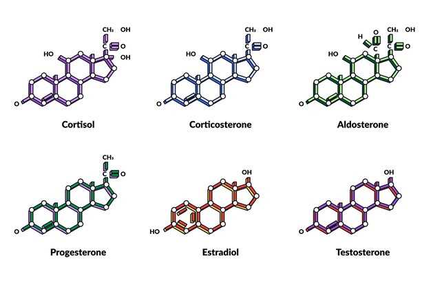 Pharmacological Effects